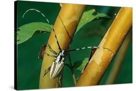 flat-faced longhorn beetle on branch, mexico-claudio contreras-Stretched Canvas