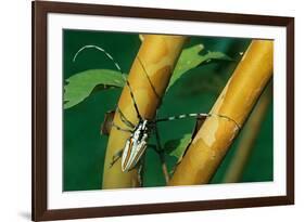 flat-faced longhorn beetle on branch, mexico-claudio contreras-Framed Photographic Print