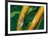 flat-faced longhorn beetle on branch, mexico-claudio contreras-Framed Photographic Print
