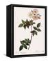 Flat-Flowered Hill Rose-Pierre Joseph Redoute-Framed Stretched Canvas
