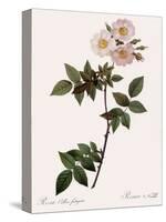 Flat-Flowered Hill Rose-Pierre Joseph Redoute-Stretched Canvas