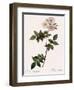 Flat-Flowered Hill Rose-Pierre Joseph Redoute-Framed Giclee Print