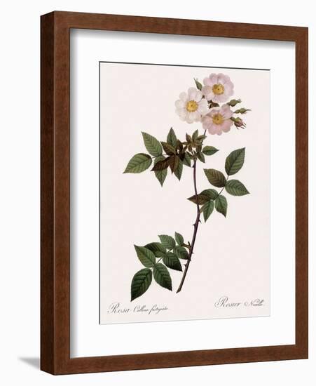 Flat-Flowered Hill Rose-Pierre Joseph Redoute-Framed Giclee Print