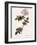 Flat-Flowered Hill Rose-Pierre Joseph Redoute-Framed Giclee Print