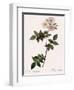 Flat-Flowered Hill Rose-Pierre Joseph Redoute-Framed Giclee Print