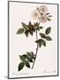 Flat-Flowered Hill Rose-Pierre Joseph Redoute-Mounted Giclee Print