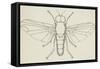 Flat-Footed Fly (Platypeza Modesta), Diptera-null-Framed Stretched Canvas