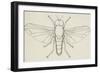 Flat-Footed Fly (Platypeza Modesta), Diptera-null-Framed Giclee Print