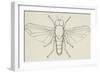 Flat-Footed Fly (Platypeza Modesta), Diptera-null-Framed Giclee Print