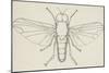 Flat-Footed Fly (Platypeza Modesta), Diptera-null-Mounted Giclee Print