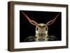 Flat-Headed Longhorn Beetle-Donald Jusa-Framed Photographic Print
