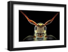 Flat-Headed Longhorn Beetle-Donald Jusa-Framed Photographic Print