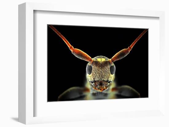 Flat-Headed Longhorn Beetle-Donald Jusa-Framed Photographic Print