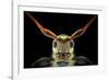 Flat-Headed Longhorn Beetle-Donald Jusa-Framed Photographic Print