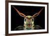 Flat-Headed Longhorn Beetle-Donald Jusa-Framed Photographic Print