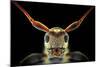 Flat-Headed Longhorn Beetle-Donald Jusa-Mounted Photographic Print