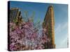 Flat Iron Building in the Spring, Manhattan, New York City-Sabine Jacobs-Stretched Canvas