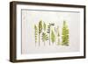 Flat Lay Ferns I-Felicity Bradley-Framed Art Print