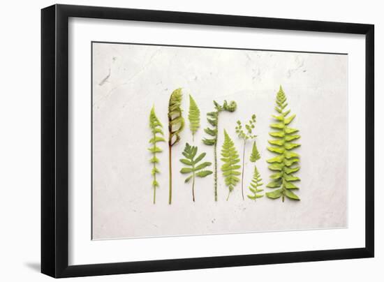 Flat Lay Ferns I-Felicity Bradley-Framed Art Print