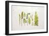 Flat Lay Ferns I-Felicity Bradley-Framed Art Print