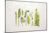 Flat Lay Ferns I-Felicity Bradley-Mounted Art Print