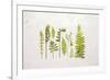 Flat Lay Ferns I-Felicity Bradley-Framed Art Print