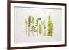 Flat Lay Ferns I-Felicity Bradley-Framed Art Print