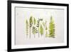 Flat Lay Ferns I-Felicity Bradley-Framed Art Print