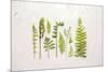 Flat Lay Ferns I-Felicity Bradley-Mounted Art Print