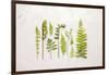 Flat Lay Ferns I-Felicity Bradley-Framed Art Print