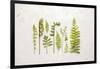 Flat Lay Ferns I-Felicity Bradley-Framed Art Print