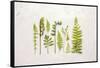 Flat Lay Ferns I-Felicity Bradley-Framed Stretched Canvas