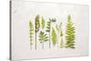 Flat Lay Ferns I-Felicity Bradley-Stretched Canvas