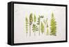 Flat Lay Ferns I-Felicity Bradley-Framed Stretched Canvas