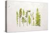 Flat Lay Ferns I-Felicity Bradley-Stretched Canvas