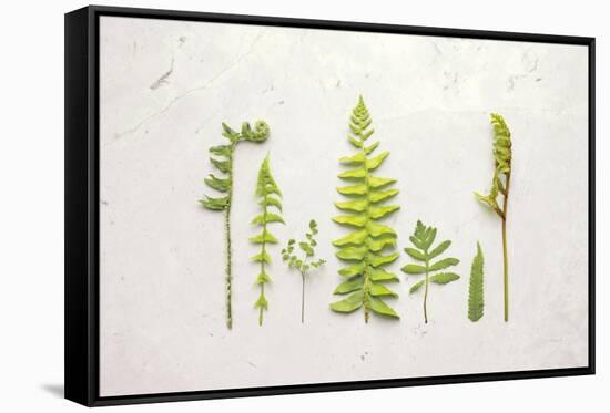 Flat Lay Ferns II-Felicity Bradley-Framed Stretched Canvas