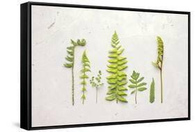 Flat Lay Ferns II-Felicity Bradley-Framed Stretched Canvas