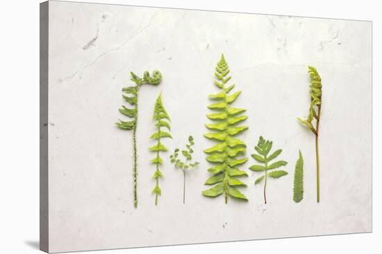 Flat Lay Ferns II-Felicity Bradley-Stretched Canvas