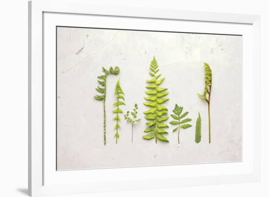 Flat Lay Ferns II-Felicity Bradley-Framed Art Print