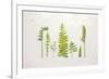 Flat Lay Ferns II-Felicity Bradley-Framed Art Print