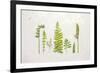 Flat Lay Ferns II-Felicity Bradley-Framed Art Print