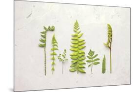 Flat Lay Ferns II-Felicity Bradley-Mounted Art Print