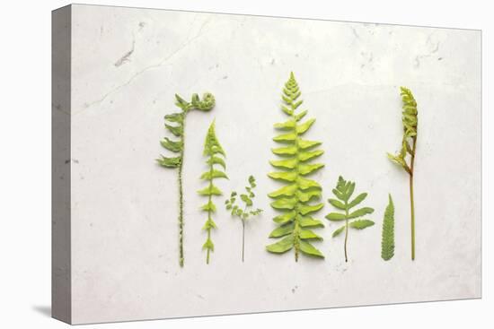 Flat Lay Ferns II-Felicity Bradley-Stretched Canvas