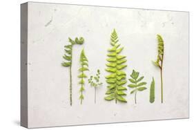 Flat Lay Ferns II-Felicity Bradley-Stretched Canvas