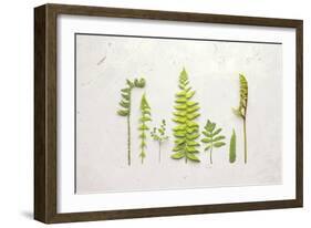 Flat Lay Ferns II-Felicity Bradley-Framed Art Print