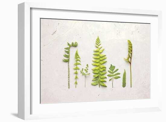 Flat Lay Ferns II-Felicity Bradley-Framed Art Print