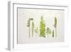 Flat Lay Ferns II-Felicity Bradley-Framed Art Print