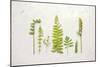 Flat Lay Ferns II-Felicity Bradley-Mounted Art Print