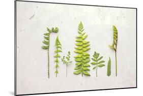 Flat Lay Ferns II-Felicity Bradley-Mounted Art Print