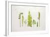 Flat Lay Ferns II-Felicity Bradley-Framed Art Print